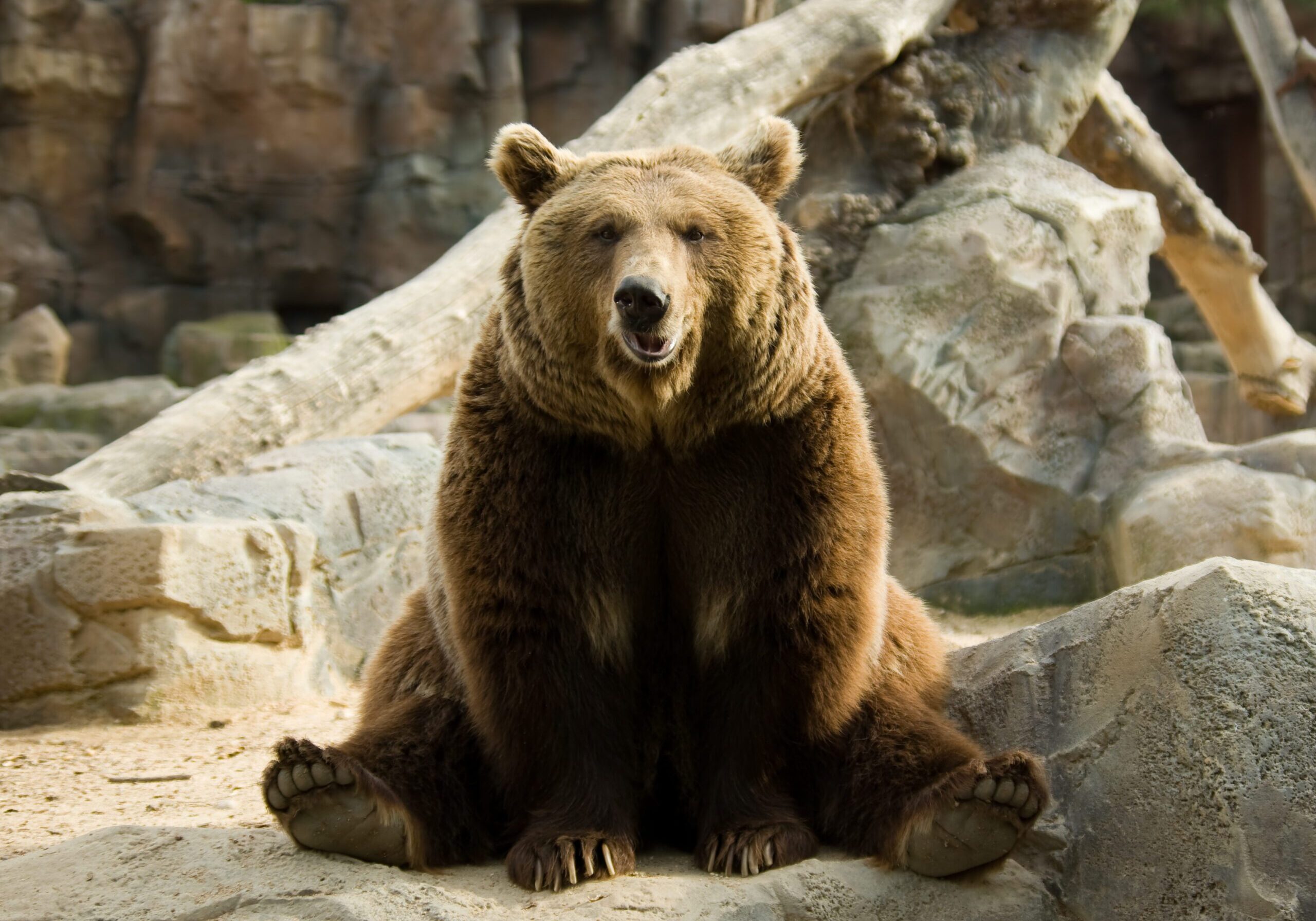 A brown bear sitting on rocky ground looking forward.